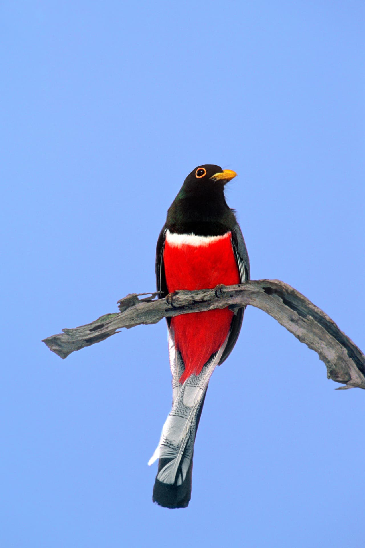 Male Elegant Trogon perched on a bare branch against a clear blue desert sky